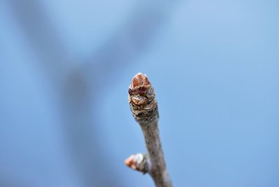 Ginkgo bilobajinan dvoulaločný - jinan dvoulaločný - zimní pupen